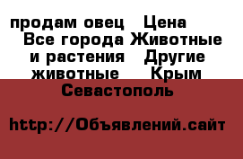  продам овец › Цена ­ 100 - Все города Животные и растения » Другие животные   . Крым,Севастополь